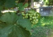 green-grapes