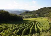 Valpolicella: ville, giardini e sapori nella terra del vino Amarone 