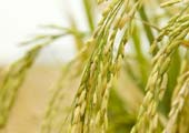 Arrozales hundidos y pilas de arroz: el tour del arroz Vialone Nano veronés